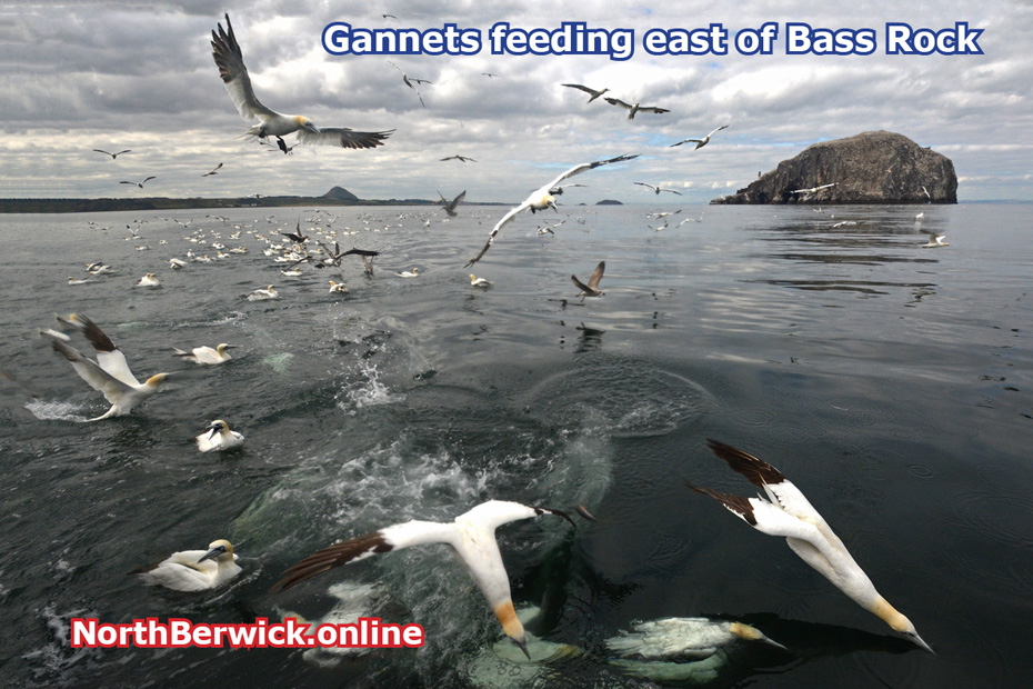 Gannets diving and feeding off the Bass Rock